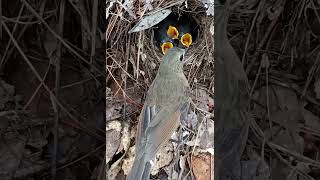 Quail mother find of babies [upl. by Larimer]