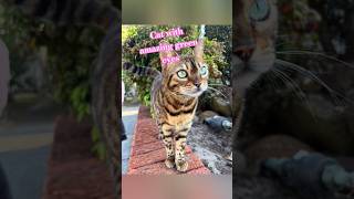 Cat with amazing green eyes  cat sounds shorts cat catsounds pets catlover animal [upl. by Asilad]