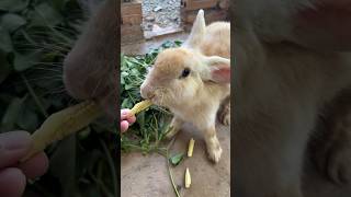 Hoppin Hilarity Heights Top Funny Bunny Antics 🚀😂 pet bunny rabbit petlover petrabbit yts [upl. by Nylkaj]