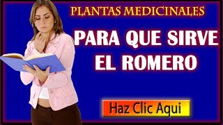 Para que sirve el romero Sus Propiedades Curativas y Medicinales [upl. by Moonier]