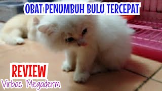 Review Penumbuh Bulu Kucing Persia Tercepat Virbac Megaderm Bulu Jadi Panjang Dan Lembut [upl. by Jillene]