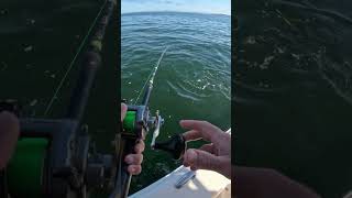 fisherman sportfish fishing sportfishing sport kingsalmon salmon seattle fish angler fun [upl. by Ermina]