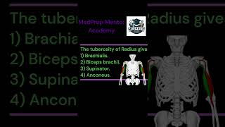 ANATOMY  UPPER EXTREMITIES MCQ No7 bhms bams mbbs bscnursing first year exam Bicepsbrachii [upl. by Newfeld]