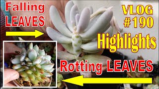 I DO THIS When SUCCULENT Rot amp Drop Leaves  VLOG 190 HIGHLIGHTS [upl. by Nohtahoj]