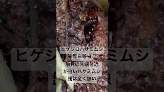 卵を守るヒゲジロハサミムシ チ◯ポバサミ 昆虫 Gonolabismarginalis [upl. by Nerra322]