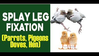 Splayed Leg Fixation in Birds Parrots Pigeons Doves Hens [upl. by Atteuqcaj]