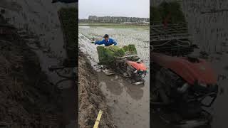 The farmer who is planting seedlings [upl. by Tati]