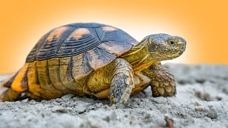 World’s BEST Pet Store Has a Backyard Zoo Garden State Tortoise [upl. by Bornie898]