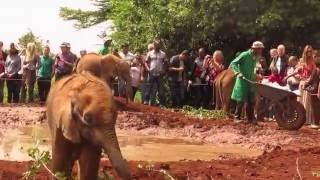 Elephant Orphanage Kenya Africa [upl. by Barcellona480]