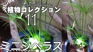 ミニシペラス栽培環境＆育て方♥植物コレクション11 Cyperus alternifolius Gracilis♥めだかビオトープ ♠biotope♥ [upl. by Drusie885]