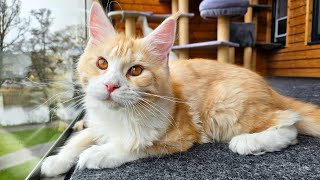 Maine Coon Kitten Ada  5 Months Old [upl. by Lat925]