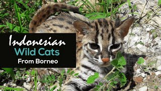 ASIAN LEOPARD CAT  KUCING HUTAN  INDONESIAN WILD CATS [upl. by Koran]