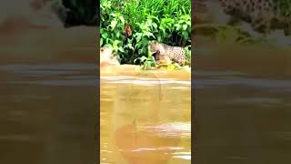 Crocodiles roar with tigers subscribe youtubeshorts [upl. by Llevol]