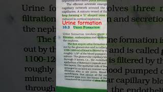 urine formation step urine neet2025 biology [upl. by Orecic]