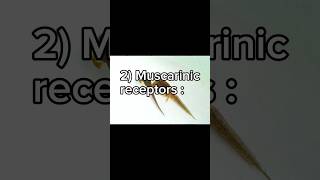 Acetylcholine receptors Muscarinic receptors شرح لمادة الفيسيولوجي بالعربي [upl. by Jadda]