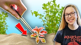 Beginners Guide How to Plant Live Aquarium Plants [upl. by Kozloski]