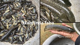 Ukabi FabaClimbing perch fish Anabas testudineus fish [upl. by Tniassuot]