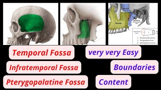 Temporal infratemporal and pterygopalatine fossa content passing temporalfossa infratemporalfossa [upl. by Notkcorb]