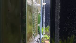 Bubble Counter spiral  Hydrophonics and aquatics [upl. by Neslund]