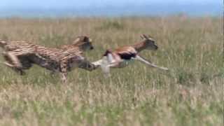 Cheetah  Fastest Running Animal  1080 HD [upl. by Eustatius]