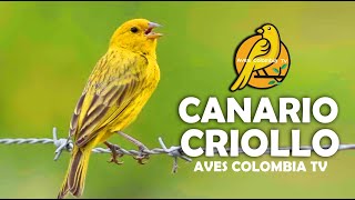 🐣 CANARIO CRIOLLO Cantando para Enseñar SICALIS FLAVEOLA 🐦 [upl. by Anh129]