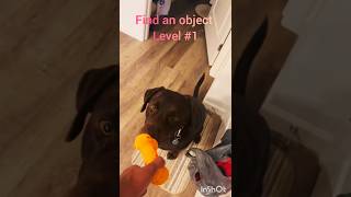 Watch this clever pup find the hidden treasure 🐶 🔍 DogTricks SmartPup [upl. by Akym618]