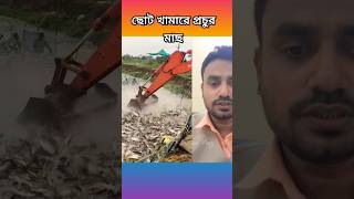 এইতো ছোট মাছের খামারে এত মাছ sujonvlog fish [upl. by Evvy]