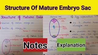 Structure of mature embryo sac  structure of mature embryo sac class 12  structure of embryo sac [upl. by Patnode]