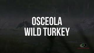 Osceola Wild Turkey Gobbles  A Mossy Oak Compilation [upl. by Yrod368]