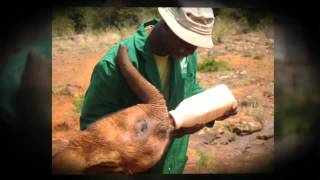 The First Elephant Orphanage in Africa [upl. by Essirehs959]