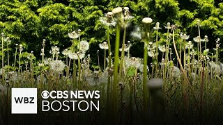 If it feels like pollen is worse this year in Massachusetts it is Heres why [upl. by Mattox]