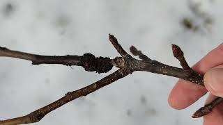 Baum Rückschnitt bei abnehmenden absteigenden Sternzeichen Schütze Mond Bäume nehmen keinen Schaden [upl. by Alvina771]