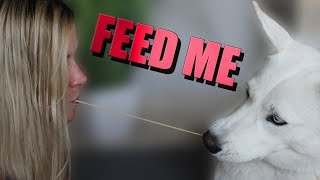 Feeding My Dog With My Mouth Challenge [upl. by Otineb999]