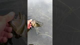 Fall changeBIGGINS largemouthbass jigging greenday jetboat fishing feedshorts boatlife [upl. by Milak]