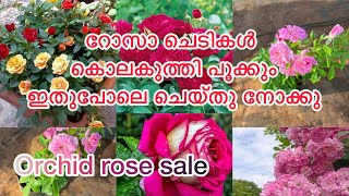 7025513603 orchid rose jarenium arali sale dreamgarden plantsale [upl. by Idona]