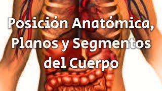 Planimetría anatómica Posición anatómica planos anatómicos y segmentos del cuerpo [upl. by Ehlke]