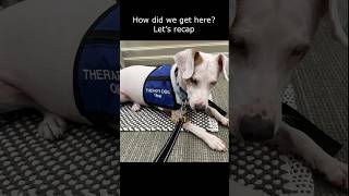 Blind and deaf rescue dog’s journey to therapy dog [upl. by Desdee]