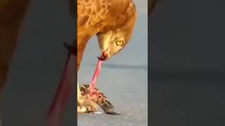 Natures Battle Eagle vs Snake wildlife nature [upl. by Aerehs]