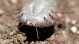 stock footage dog tick haemaphysalis longicornis lying on its back trying to stand back on its feet [upl. by Aran]