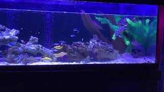 125 gallon terrapin turtle tank [upl. by Brantley]