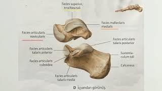 ANATOMÄ°13KONUAlt Ekstiremite Ayak Kemikleri [upl. by Lacim]