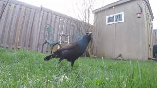 Handsome Blackbird Loves Suet [upl. by Toll132]