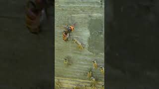 Blacktailed hornet Hesitates as Brave Honeybee Attacks [upl. by Benton22]