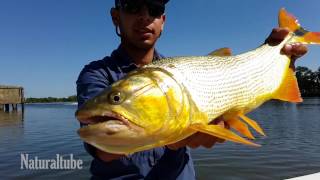 Pesca Urbana en Berisso Buenos Aires Dorados con joaquin Hassain [upl. by Salomie]