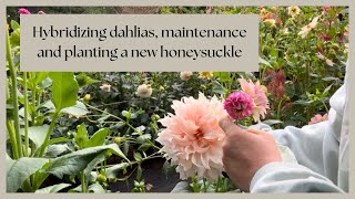 Hand Pollinating Dahlias amp Planting Honeysuckle  PNW zone 8b Flower Farm [upl. by Acirretahs306]