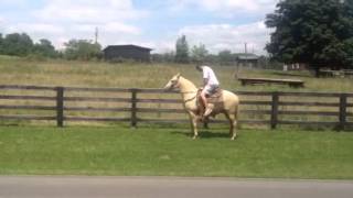 151hh PALOMINO saddle horse gelding 8 yr old [upl. by Ferdinanda67]