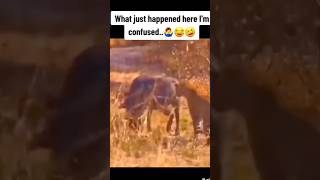 Cheeter and kasongo yeeye warthogs v16 funny warthog [upl. by Tat]