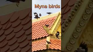 Myna Birds The Most Hilarious Animal shorts [upl. by Aistek]