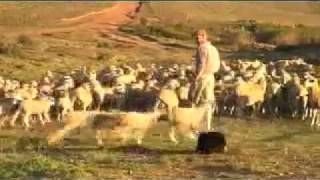 Trailer of the Sheepdog training and information DVD by Faansie Basson [upl. by Erdnaxela666]