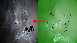 Horror bats smoke green screen video effect creepy scary green screen effect [upl. by Lawler981]